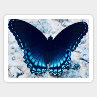 Blue Butterfly Sticker